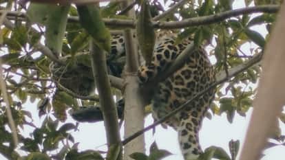 leopard climbed tree spreading panic among the farmers in Lakhimpur kheri