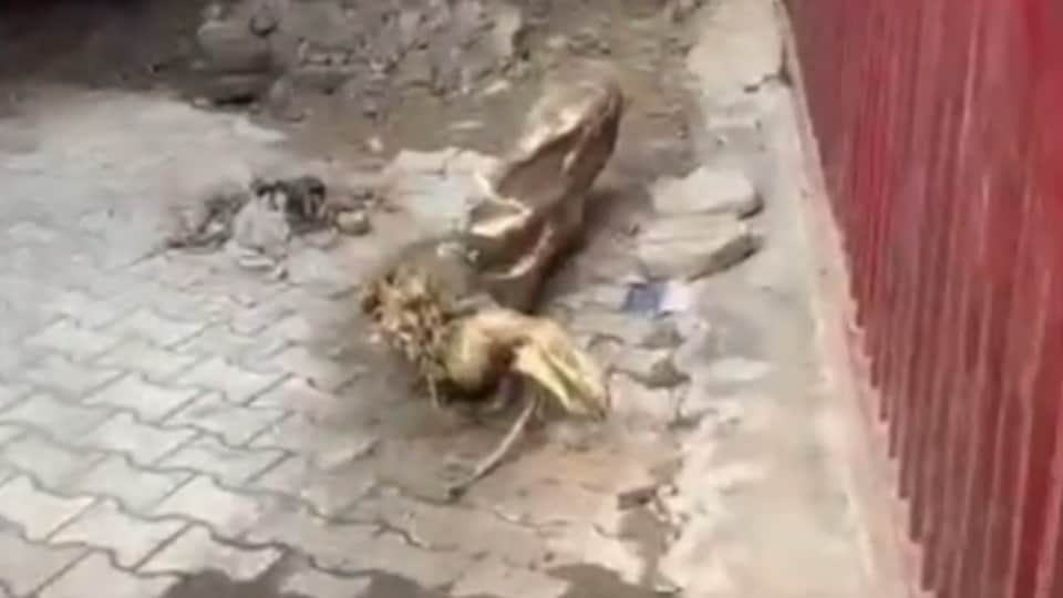 जगरांव काउंसिल में काटा गया पेड़