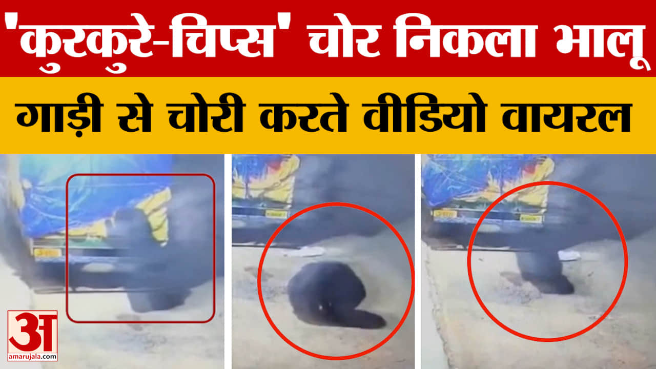 Shahdol News : भालू ने फिर मालवाहक से कुरकुरे उड़ाए, सीसीटीवी देख उड़ गए होश