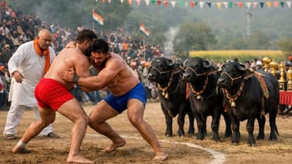 Chandigarh News Families Blessed With Sons to Gift Buffaloes to Wrestlers at Kambwala on Makar Sankranti