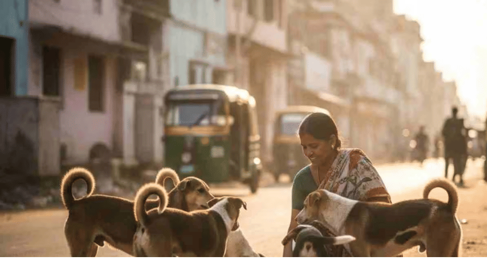 indore news: municipal corporation identifies 172 food points for stray dogs