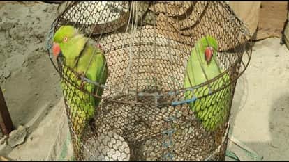 Magh Mela: Two parrots, Shiva and Dev, are also doing Kalpavas in the fair