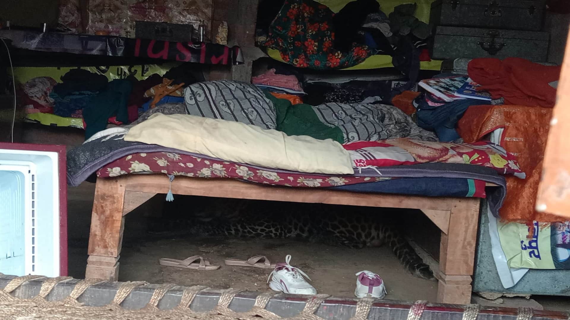 leopard, which had become synonymous with terror, was finally caught