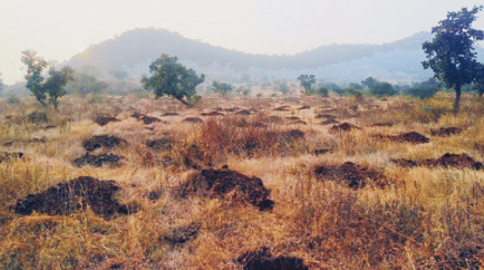 indore news: new mini forest to be developed at devguradia area