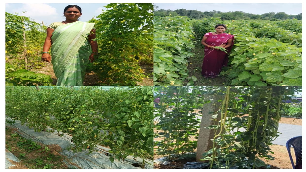 National Rural Livelihood Mission changed the fortunes of Sushmita Jatwar