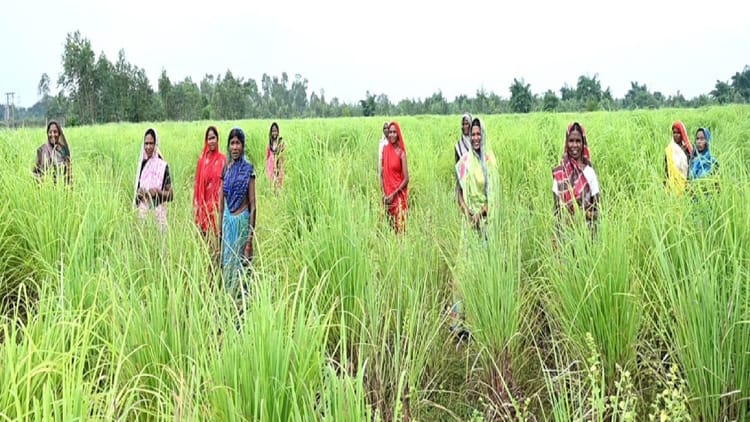 CG News: लेमनग्रास की खेती बनी किसानों की नई कमाई का जरिया, कम लागत में ज्यादा मुनाफा, पढ़े पूरी खबर