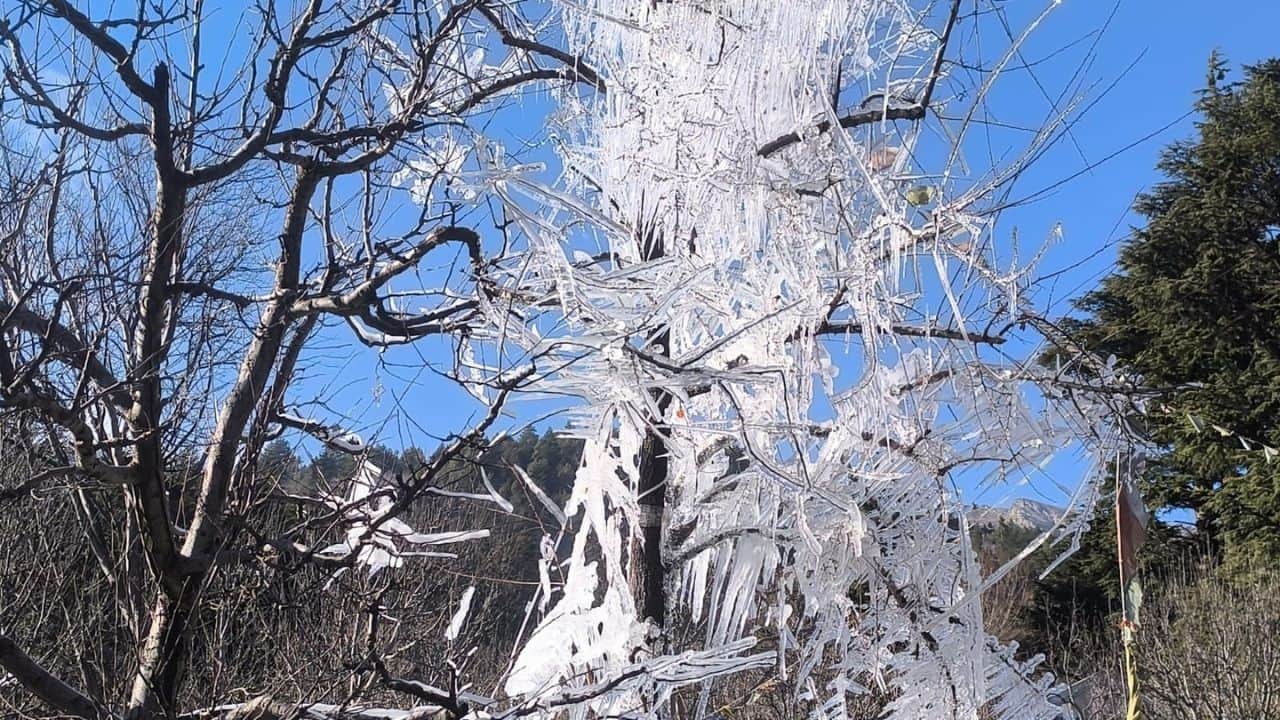 कल्पा में पेड़ में जमी हुई बर्फ।