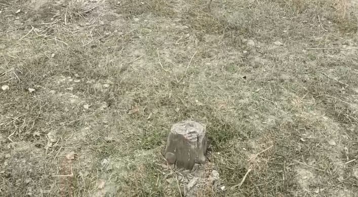 Farrukhabad Hundreds of rosewood trees felled in Katri Dharmpur DFO says responsible will held accountable