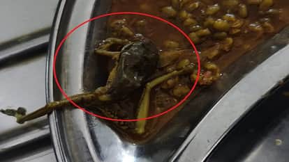 frog was found in the food served at the dental college canteen The food department conducted an investigation