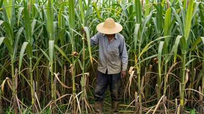 Munger News: Relief for Bihar sugarcane farmers, price increased by Rs 15 to 20 per quintal