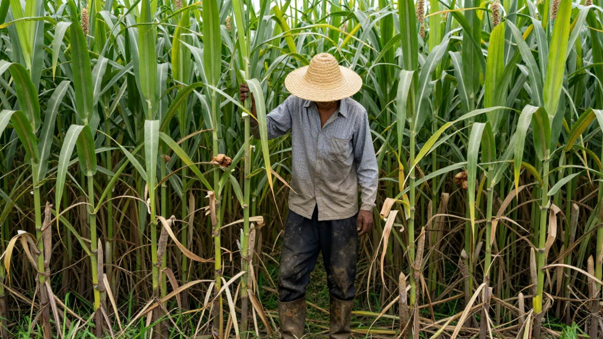 गन्ना किसानों को मिली राहत (सांकेतिक तस्वीर)