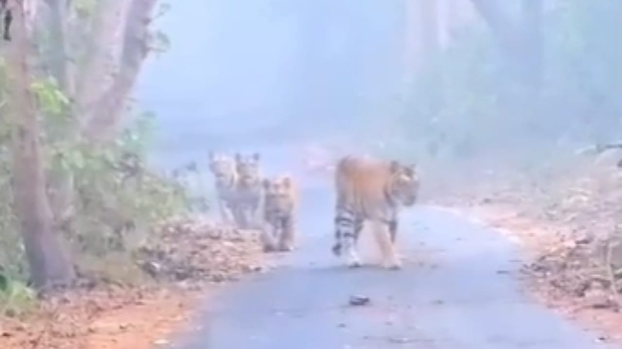 Pilibhit Tiger Reserve