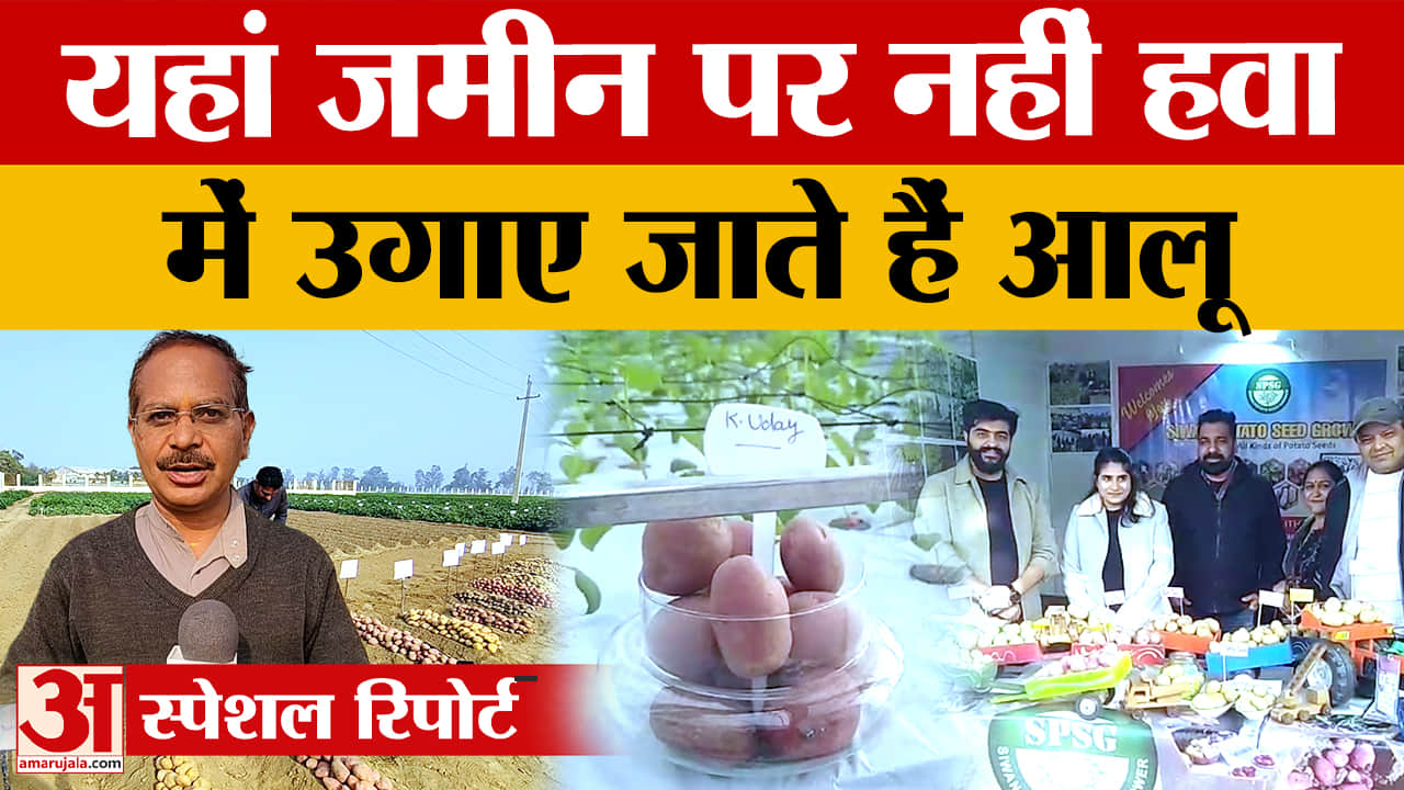 आलू प्रौद्योगिकी केंद्र शामगढ़ में हवा में उगाए जाते हैं आलू!, देखिए