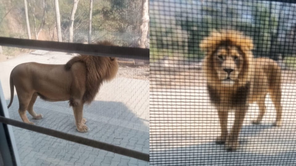 Uttarakhand News laborers create and viralize Lion AI-generated video for Denied leave