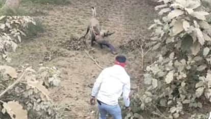 wild boar attacked and killed young man In Ambedkar Nagar who had gone to forest to collect wood