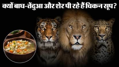 Nahargarh Biological Park Improves Animal Care As Rajasthan Cold Wave Leads To Heaters And Better Winter Diet