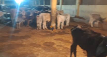 Bhopal News: Six cows die at Bhopal municipal cow shelter, sparking outrage; organizations take to the streets