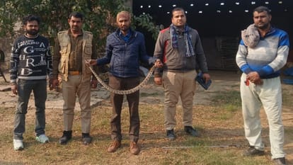 गांव सुल्तानपुर में अजगर के बच्चे को वन विभाग की टीम ने पकड़ा