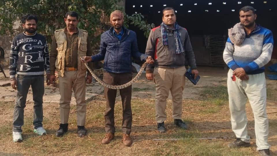 गांव सुल्तानपुर में अजगर के बच्चे को वन विभाग की टीम ने पकड़ा