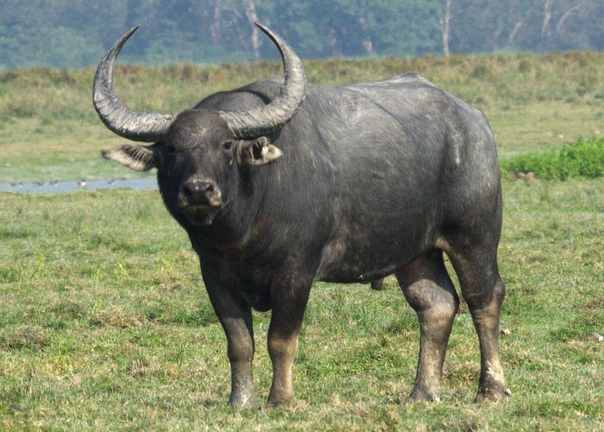 MP News: The forests that served as expansion corridors for armed Naxalites will now become home to wild buffa
