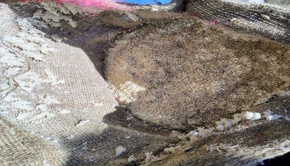 Rotten rice has reached subsidized ration shops in Pithoragarh