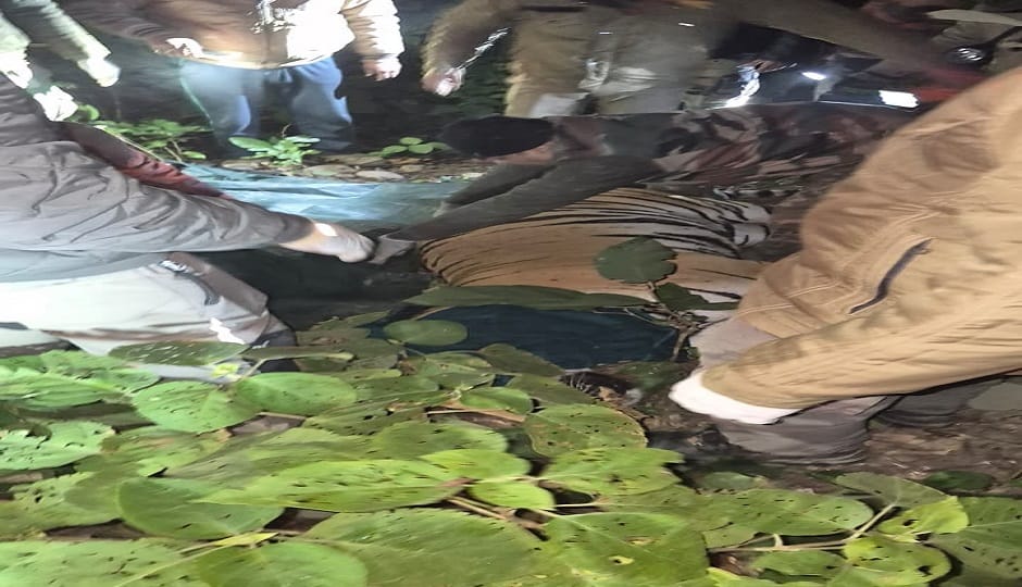 The forest department team tranquilized the tiger in ramnagar