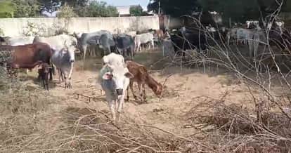Farmers Lock Stray Cattle Inside School Campus After Crop Damage in Agra’s Bah Area