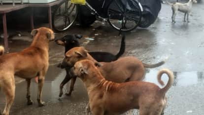 stray dog attacked a five-year-old child in Bareilly