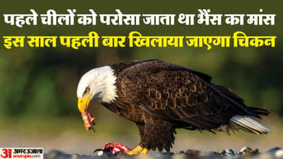 Eagles to be fed meat for Republic Day air show