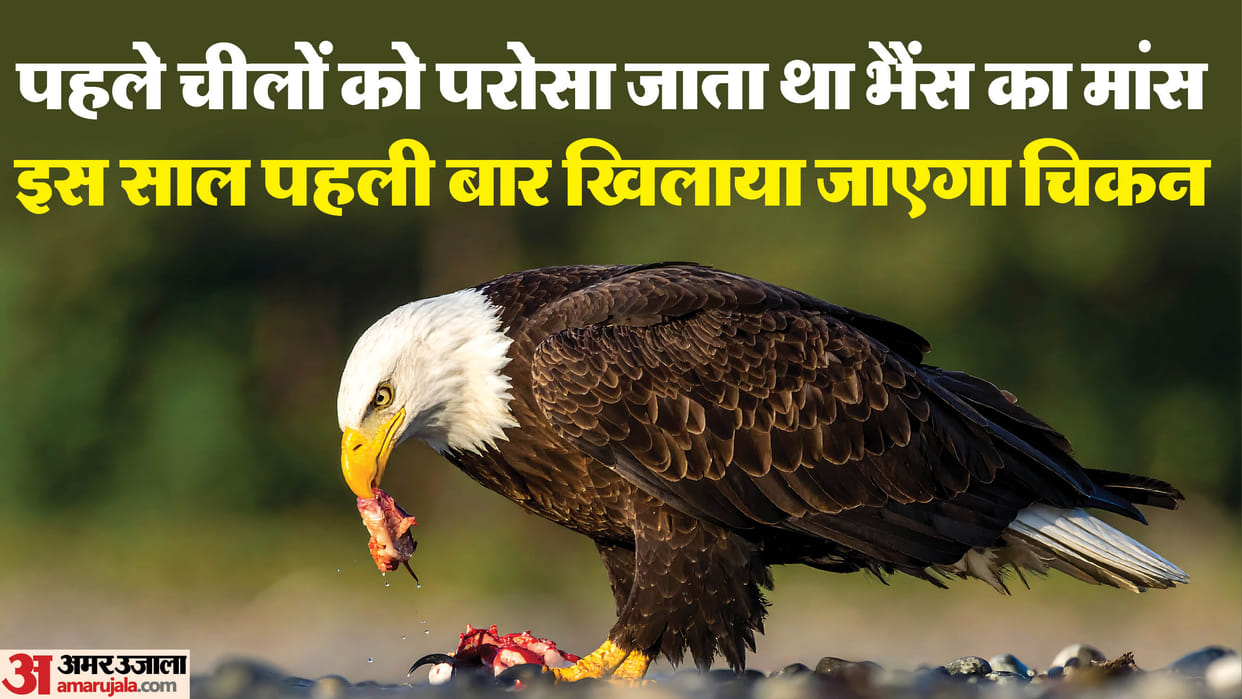 Eagles to be fed meat for Republic Day air show