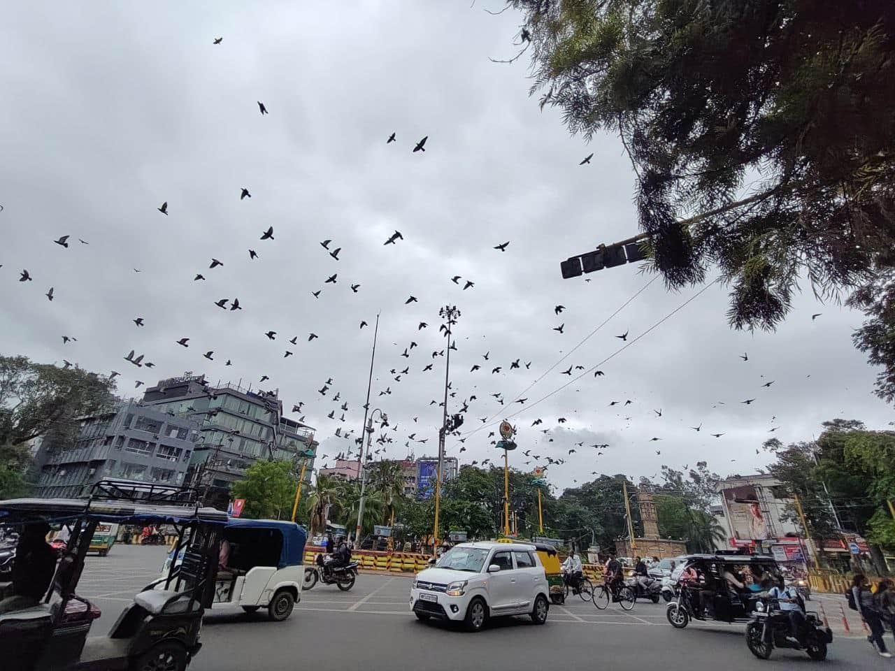 Indore News Citizens protest against cutting of trees for Metro Station at Rani Sarai Regal Square