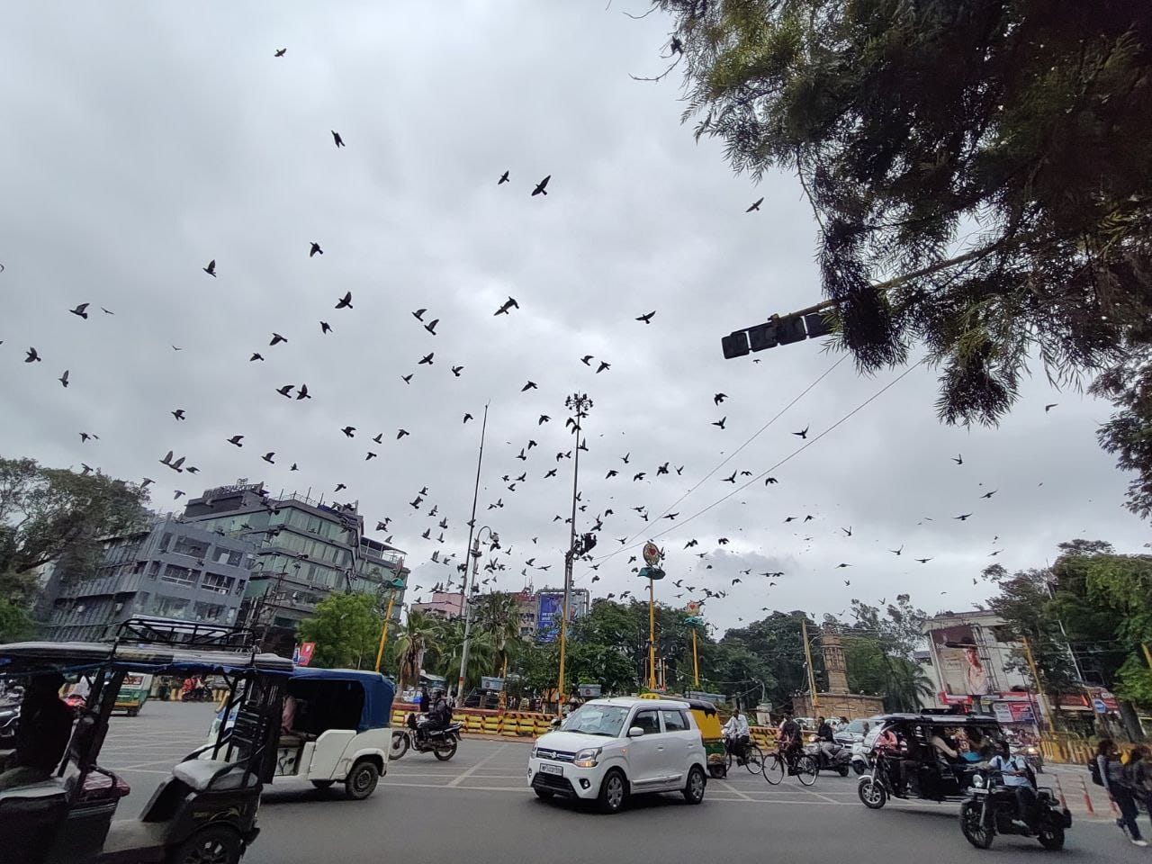 Indore News Citizens protest against cutting of trees for Metro Station at Rani Sarai Regal Square