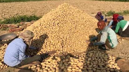 3797 and Surya potatoes passed the test in Russian lab, Chipsona failed