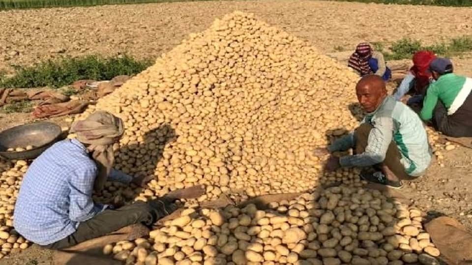 आलू के ढेर से छटाई करते मजदूर