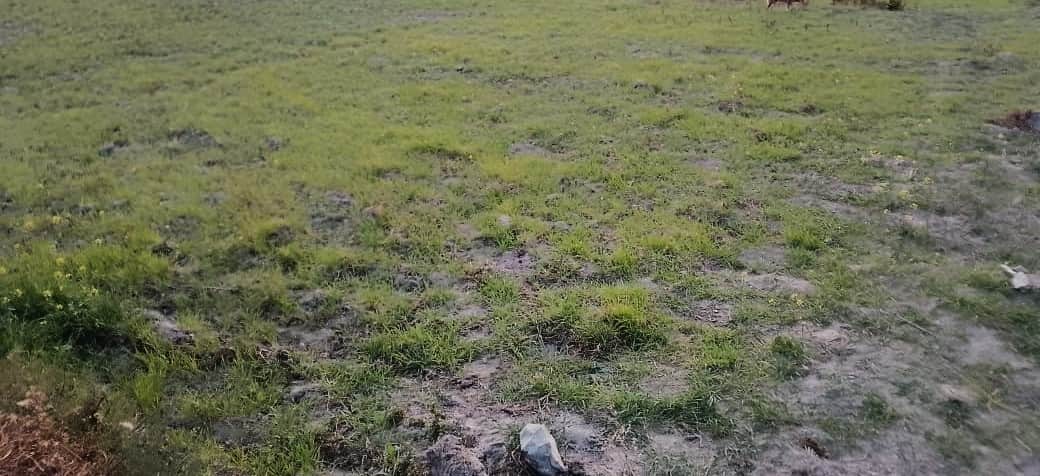 बारिश से न होन से सूखी घास