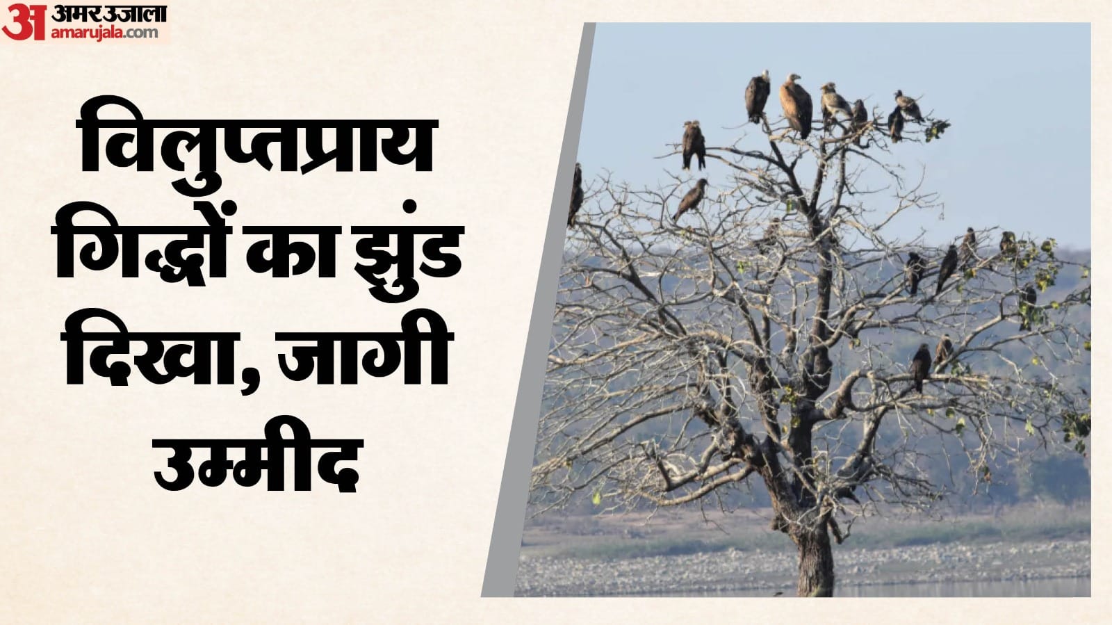 गिद्धों का एक बड़ा झुंड पेड़ पर बैठा हुआ।