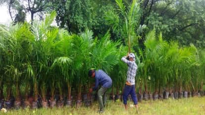 New initiative to boost oil palm cultivation, increase farmers' income through additional subsidy