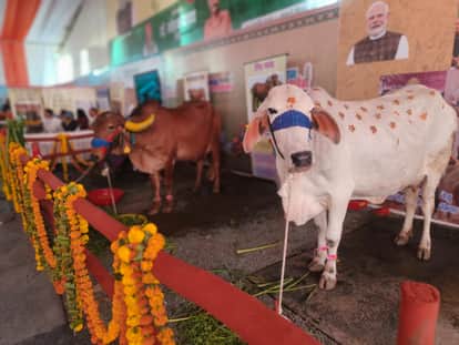 Launch of Farmer Welfare Year-2026: Punganur breed cow becomes the center of attraction at the Animal Husbandr