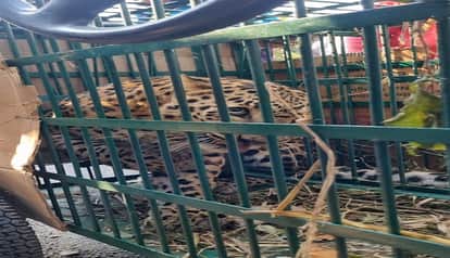 Fear subsides in Chaukhutiya: Female leopard trapped in a cage in chukhutia
