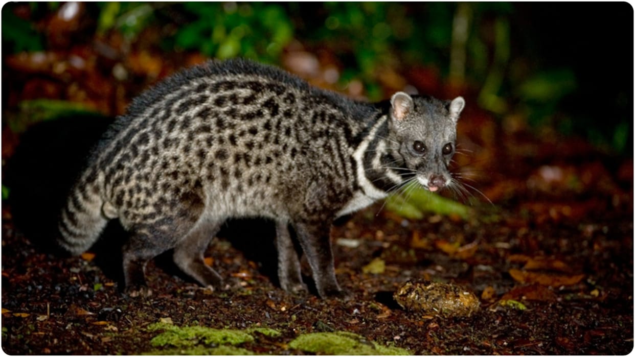 life of animals civet lifespan and myths about animal around us