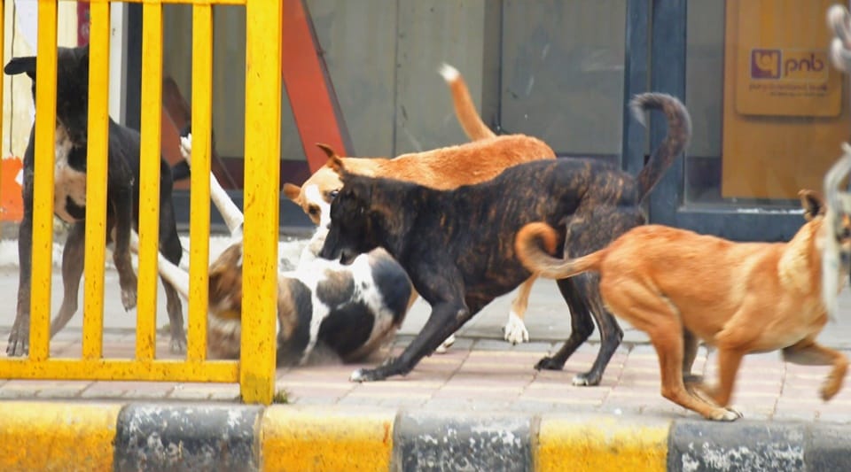 four-year-old girl mauled to death by a pack of dogs In Moradabad
