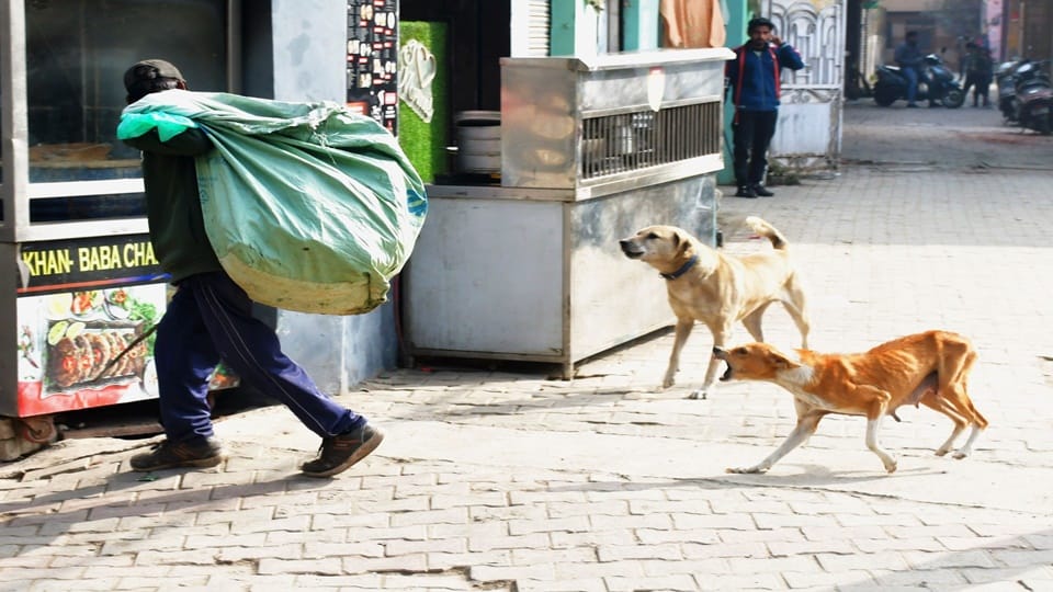 Moradabad: Forty people attacked by dogs in 24 hours, creating panic in the villages