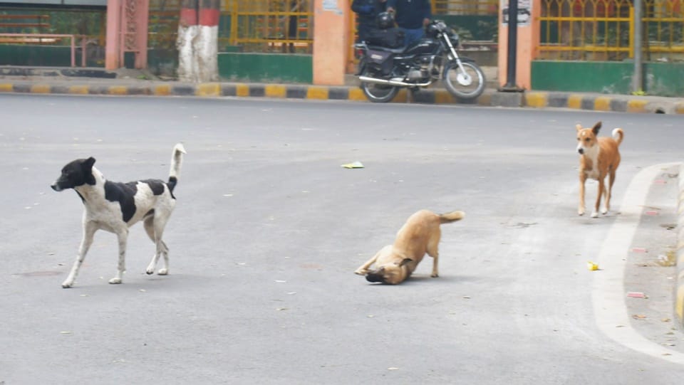indore news: municipal corporation invites applications for dog shelter home operation
