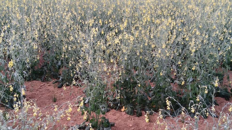 नारनाैल में जमा पाला