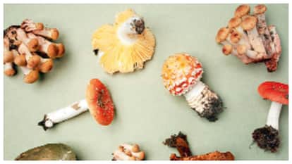 blog Caution is necessary with mushrooms not advisable to eat them without checking them