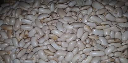 Climate change is affecting Munsiyari's famous kidney beans, putting the crop yield at risk in almora