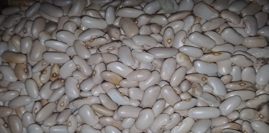 Climate change is affecting Munsiyari's famous kidney beans, putting the crop yield at risk in almora