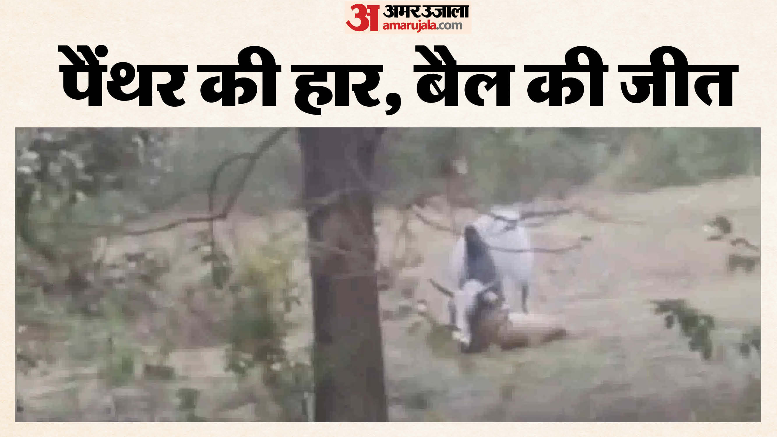 पैंथर की चुंगल से खुद को छुड़ाता बैल