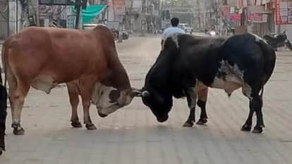 woman died and another was seriously injured in a bull attack in Budaun