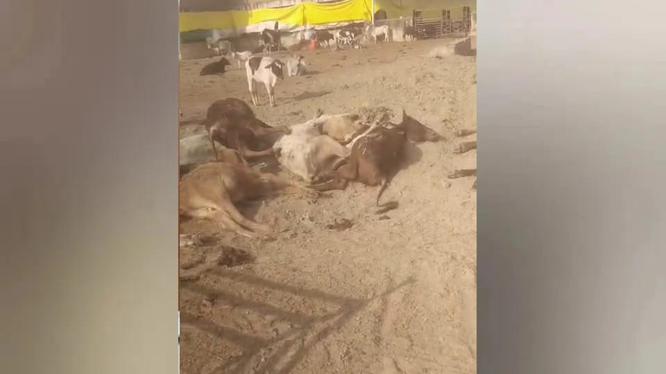 Video of death of cattle goes viral, creates panic